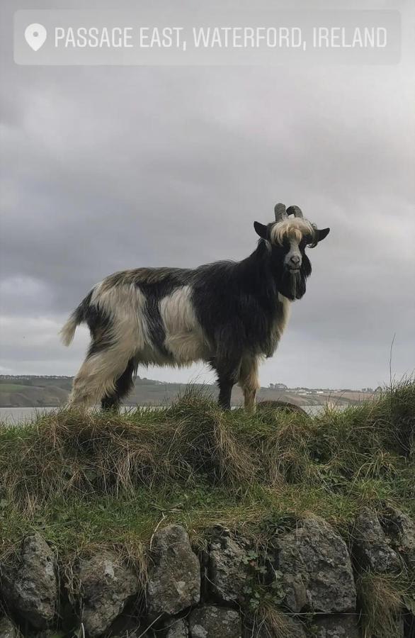 Ballyhack By The Sea Arthurstown المظهر الخارجي الصورة